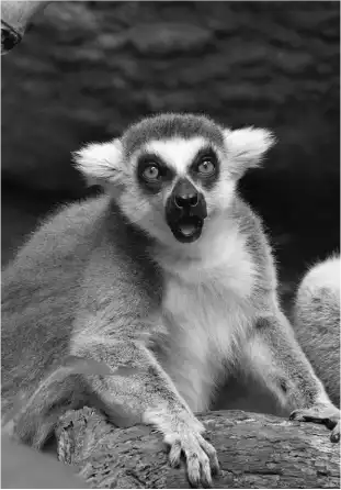 Close-up of a lemur with wide eyes and open mouth sitting on a log.