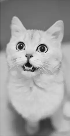 Close-up of a surprised cat with wide eyes and slightly open mouth.