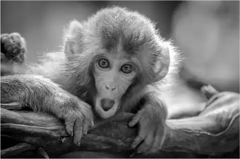 Close-up of a shocked monkey with wide eyes and open mouth resting on a branch.