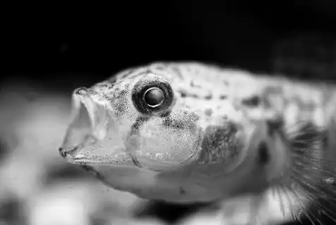 Close-up black and white photo of a fish with its mouth open and detailed scales visible.